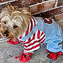 Oscar Brown joined the competition — help win amazing prizes! dog, small_dog, pet_clothing, red_booties, striped_shirt, blue_overalls, brick_wall, curious_expression, fur, outdoor, concrete_floor, puppy, canine, costume, cute, domestic_animal, animal, closeup, side_view, walking