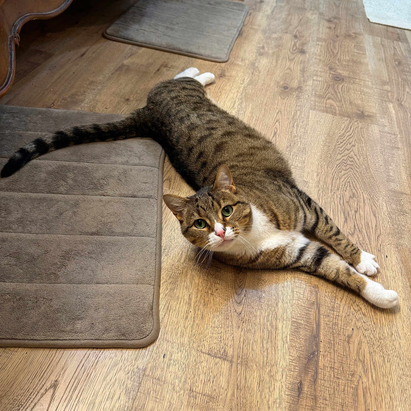 Bear joined the competition — help win amazing prizes! abyssinian, animal, architecture, building, cat, couch, furniture, hardwood, homedecor, indoors, interiordesign, kitten, livingroom, manx, pet, plywood, room, stainedwood, table, wood
