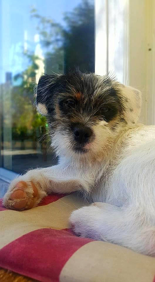 Milou participe au concours pour gagner de l'argent avec cette photo : biewer_terrier, border_terrier, canidae, carnivore, companion_dog, dog, dog_breed, fox_terrier, mammal, morkie, puppy, rare_breed_dog, schnoodle, small_terrier, snout, sporting_group, sporting_lucas_terrier, terrier, tibetan_terrier, vertebrate