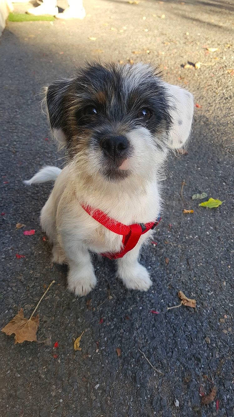 Milou a rejoint le concours — aidez-le/la à gagner de superbes lots ! canidae, carnivore, companion_dog, dog, dog_breed, havanese, kyi_leo, mal_shi, maltepoo, mammal, morkie, poodle_crossbreed, puppy, rare_breed_dog, schnoodle, sporting_lucas_terrier, terrier, tibetan_terrier, toy_dog, vertebrate