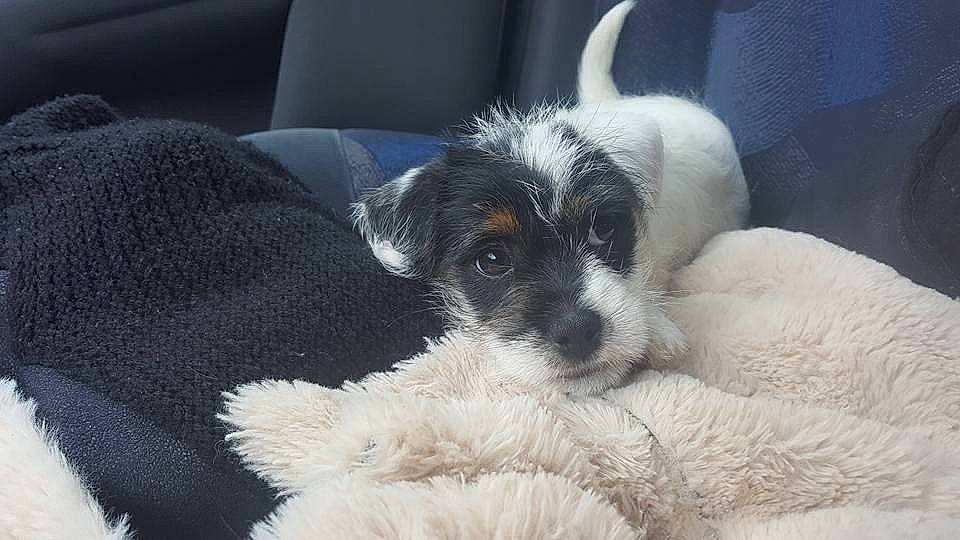 Milou a rejoint le concours — aidez-le/la à gagner de superbes lots ! canidae, carnivore, chilean_fox_terrier, companion_dog, dog, dog_breed, fox_terrier, mammal, parson_russell_terrier, puppy, rare_breed_dog, sporting_group, terrier, vertebrate