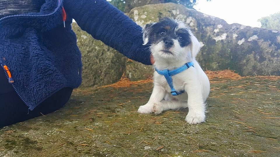 Milou participe au concours pour gagner de l'argent avec cette photo : canidae, carnivore, companion_dog, dog, dog_breed, havanese, mammal, non_sporting_group, puppy, rare_breed_dog, romanian_mioritic_shepherd_dog, shih_tzu, sporting_group, tibetan_terrier, vertebrate