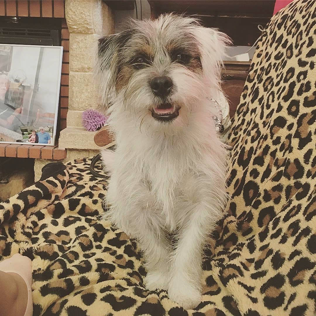 Milou participe au concours pour gagner de l'argent avec cette photo : briquet_griffon_vendeen, canidae, carnivore, companion_dog, dog, dog_breed, havanese, mammal, miniature_schnauzer, morkie, petit_basset_griffon_vendeen, puppy, rare_breed_dog, schnauzer, schnoodle, sporting_group, sporting_lucas_terrier, terrier, tibetan_terrier, vertebrate