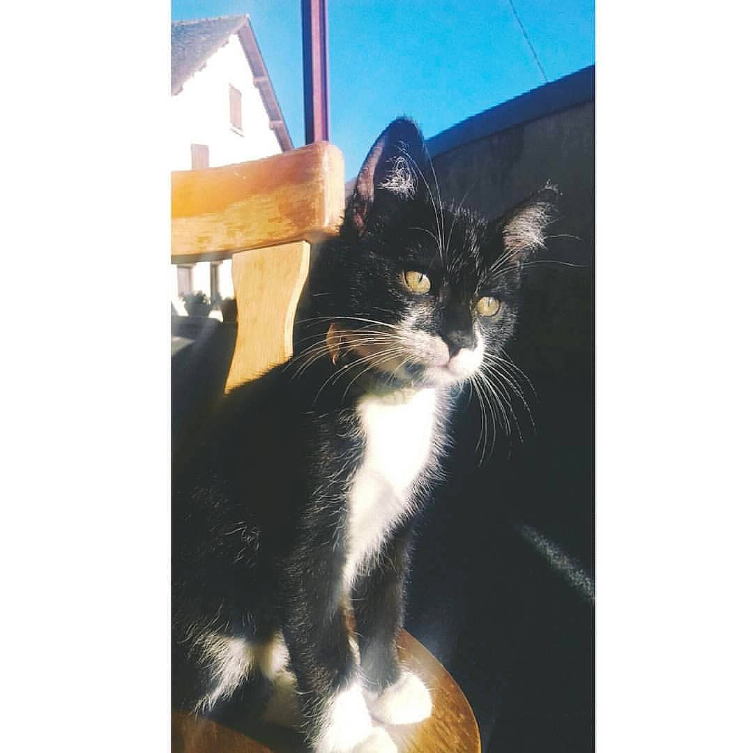 Pitchou a rejoint le concours — aidez-le/la à gagner de superbes lots ! aegean_cat, american_wirehair, black_and_white, black_cat, carnivore, cat, domestic_short_haired_cat, european_shorthair, felidae, fur, kitten, leg, polydactyl_cat, sky, small_to_medium_sized_cats, square, tail, whiskers, window