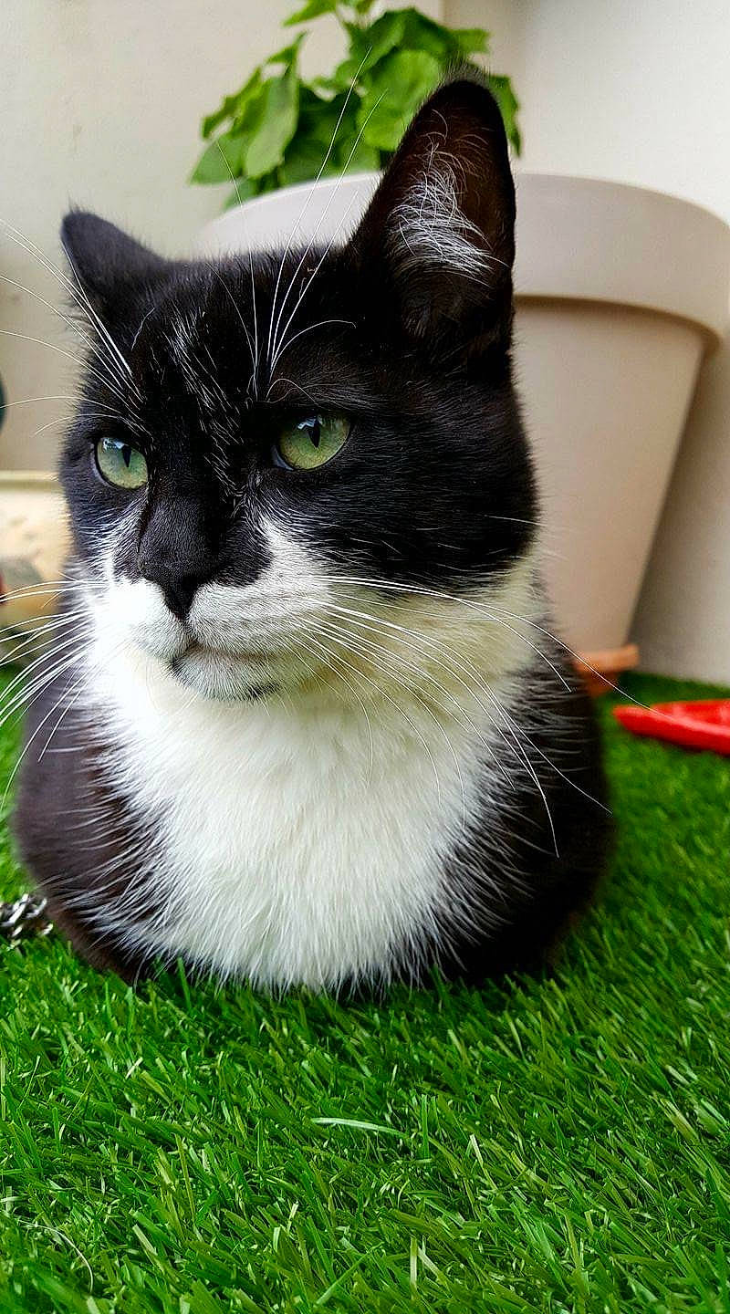 Pitchou a rejoint le concours — aidez-le/la à gagner de superbes lots ! aegean_cat, american_wirehair, black_and_white, black_cat, carnivore, cat, domestic_short_haired_cat, european_shorthair, eye, felidae, grass, kitten, mammal, plant, polydactyl_cat, small_to_medium_sized_cats, snout, whiskers