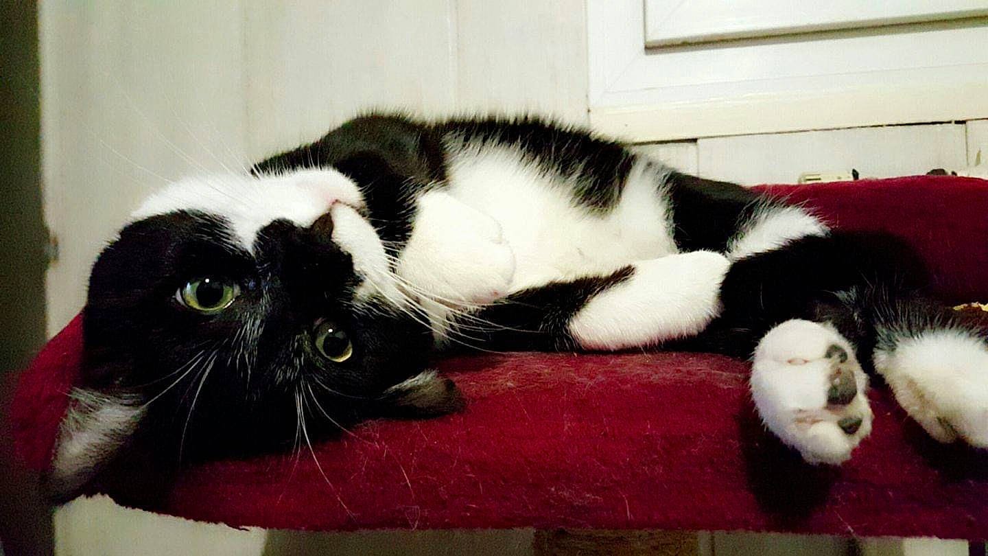 Pitchou a rejoint le concours — aidez-le/la à gagner de superbes lots ! carnivore, cat, claw, domestic_short_haired_cat, european_shorthair, felidae, fur, kitten, paw, polydactyl_cat, small_to_medium_sized_cats, snout, whiskers