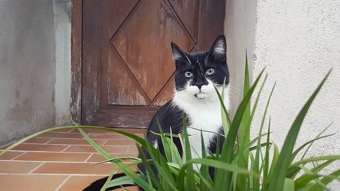 Pitchou participe au concours pour gagner de l'argent avec cette photo : aegean_cat, american_wirehair, asian, carnivore, cat, domestic_short_haired_cat, european_shorthair, eye, felidae, grass, ojos_azules, plant, polydactyl_cat, small_to_medium_sized_cats, tail, whiskers