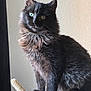 cat, black_cat, heterochromia, fluffy, pet, indoor, feline, animal, scratching_post, perch, soft_fur, sitting, portrait, natural_light, whiskers, curious, furry, cute, domestic_cat, side_lighting