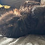 Yaka a rejoint le concours — aidez-le/la à gagner de superbes lots ! cat, black_cat, fluffy, fur, pet, animal, indoor, soft, blanket, resting, relaxed, cozy, sunlight, close_up, sleepy, whiskers, cute, mammal, feline, domestic_animal