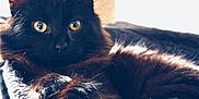 Yaka a rejoint le concours — aidez-le/la à gagner de superbes lots ! cat, black_cat, pet, feline, indoor, cozy, resting, cat_bed, fur, paw, animal, cute, domestic, portrait, relaxed, soft_texture, close_up, whiskers, home, sleeping_area