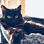 cat, black_cat, pet, feline, indoor, cozy, resting, cat_bed, fur, paw, animal, cute, domestic, portrait, relaxed, soft_texture, close_up, whiskers, home, sleeping_area