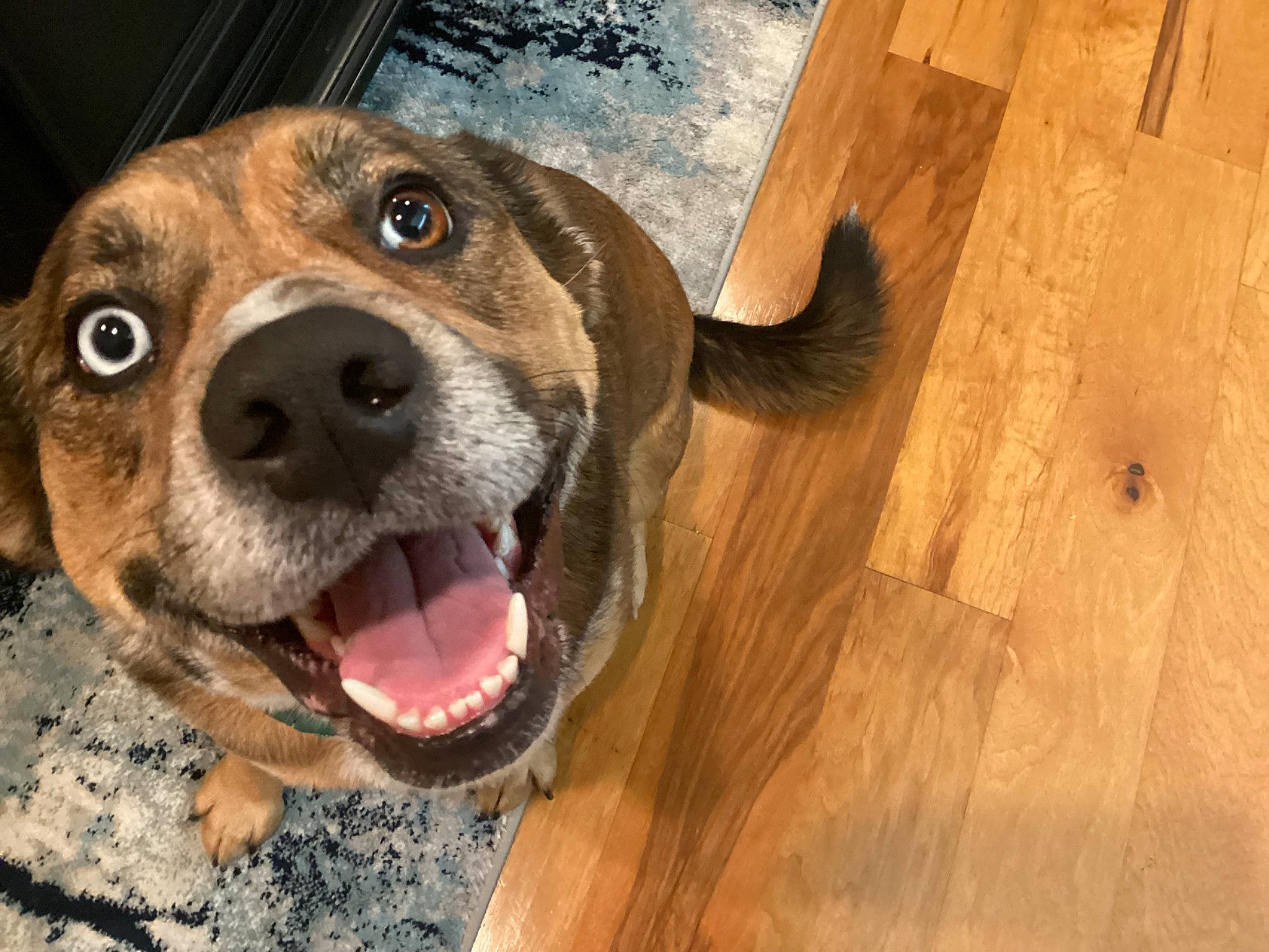 Sprinkles joined the competition — help win amazing prizes! carnivore, collar, companion_dog, dog, dog_breed, dog_collar, fawn, flooring, hardwood, laminate_flooring, liver, plank, plywood, snout, varnish, whiskers, wood, wood_flooring, wood_stain, working_animal