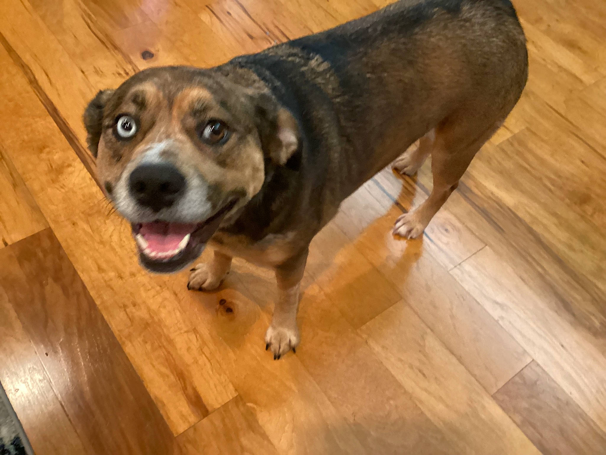 Sprinkles joined the competition — help win amazing prizes! canidae, carnivore, collar, companion_dog, dog, dog_breed, door, fawn, floor, flooring, hardwood, laminate_flooring, plank, tail, varnish, whiskers, wood, wood_flooring, wood_stain, working_animal