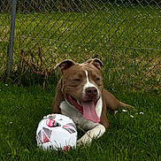 Volsko participe au concours pour gagner de l'argent avec cette photo : dog, brown_dog, white_dog, grass, soccer_ball, chain_link_fence, outdoor, pet, animal, tongue_out, playful, summer, greenery, resting, paw, happy, canine, nature, daylight, leisure
