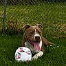 dog, brown_dog, white_dog, grass, soccer_ball, chain_link_fence, outdoor, pet, animal, tongue_out, playful, summer, greenery, resting, paw, happy, canine, nature, daylight, leisure
