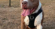 Volsko a rejoint le concours — aidez-le/la à gagner de superbes lots ! dog, pitbull, animal, pet, grass, outdoor, park, sunset, village, stone_wall, person, happy, tongue_out, ears, collar, brown, white, sitting, nature, daylight