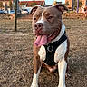 dog, pitbull, animal, pet, grass, outdoor, park, sunset, village, stone_wall, person, happy, tongue_out, ears, collar, brown, white, sitting, nature, daylight