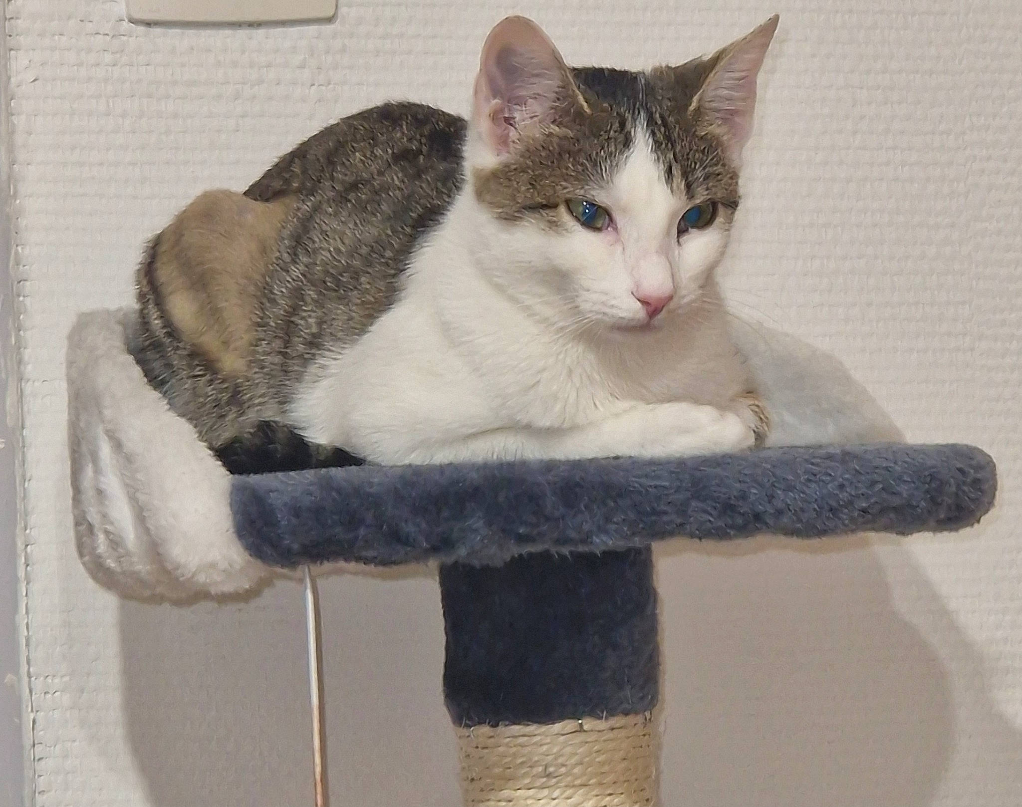 Yennefer participe au concours pour gagner de l'argent avec cette photo : art, box, carnivore, cat, cat_furniture, cat_supply, comfort, domestic_short_haired_cat, eye, fawn, felidae, fur, grey, paw, pet_supply, rectangle, small_to_medium_sized_cats, snout, tail, whiskers