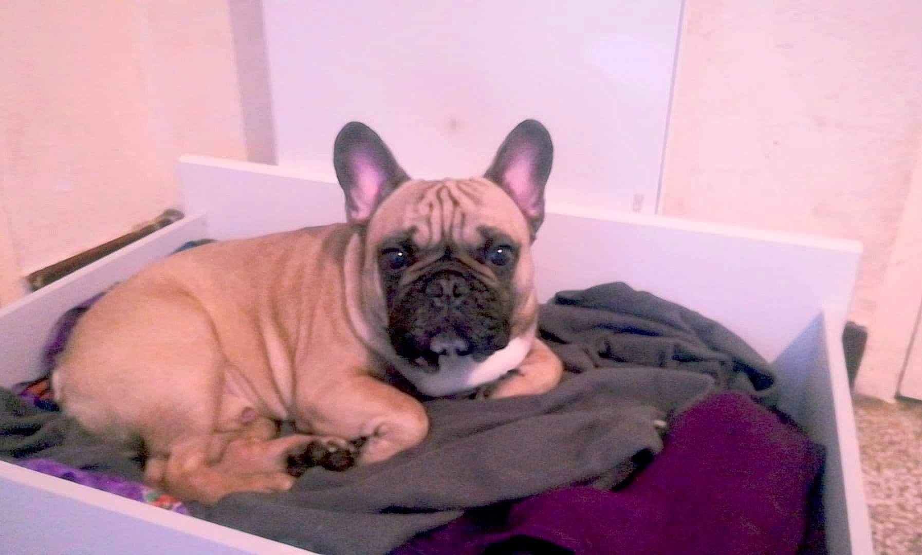 Pika a rejoint le concours — aidez-le/la à gagner de superbes lots ! bulldog, canidae, carnivore, companion_dog, dog, dog_breed, fawn, french_bulldog, mammal, molosser, non_sporting_group, old_english_bulldog, olde_english_bulldogge, pug, puppy, skin, snout, toy_bulldog, toy_dog, vertebrate