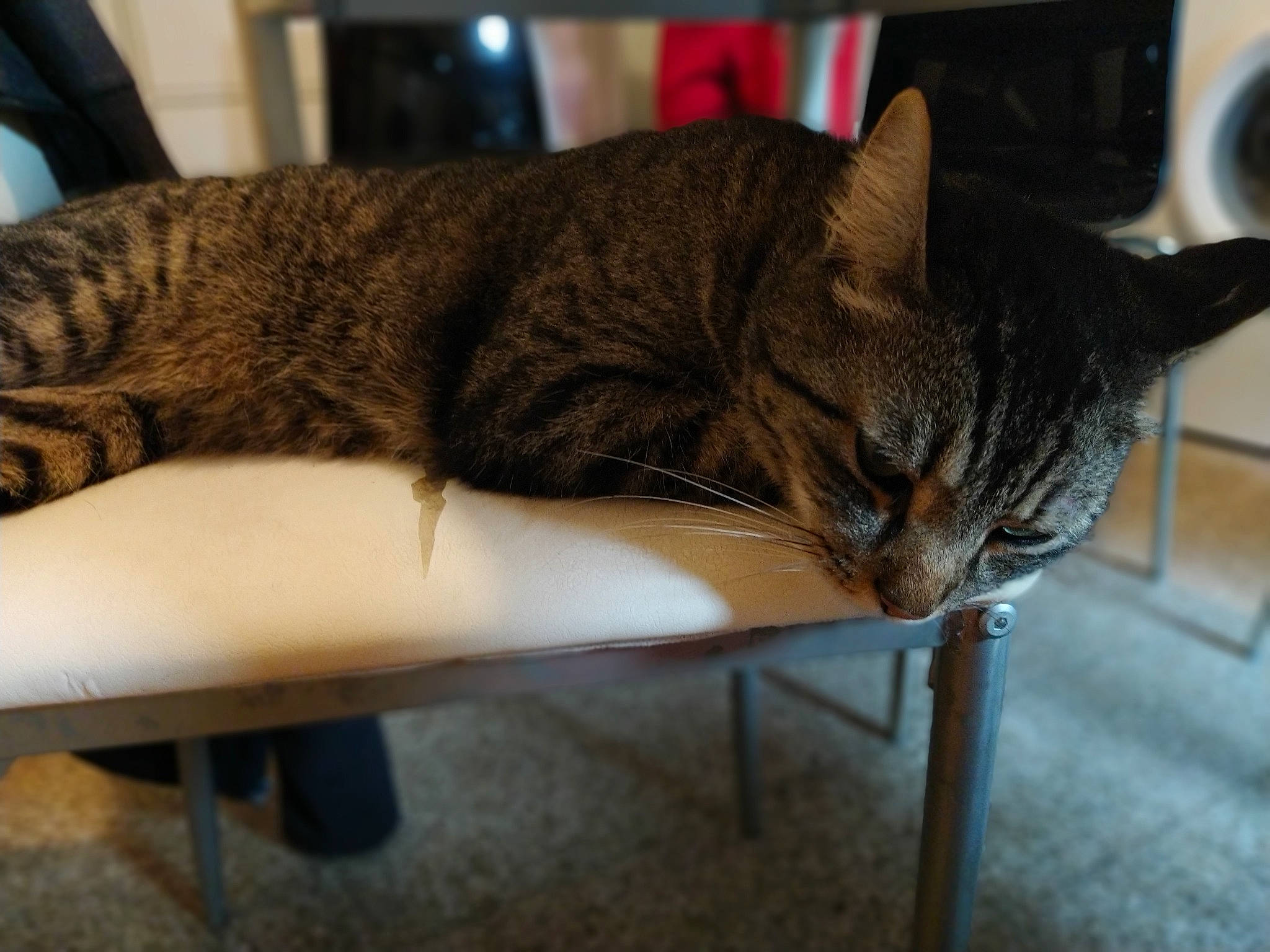 Chipi a rejoint le concours — aidez-le/la à gagner de superbes lots ! american_shorthair, asian, bengal, california_spangled, carnivore, cat, domestic_short_haired_cat, dragon_li, european_shorthair, fawn, felidae, fur, furniture, kitten, ocicat, small_to_medium_sized_cats, tabby_cat, tail, toyger, whiskers