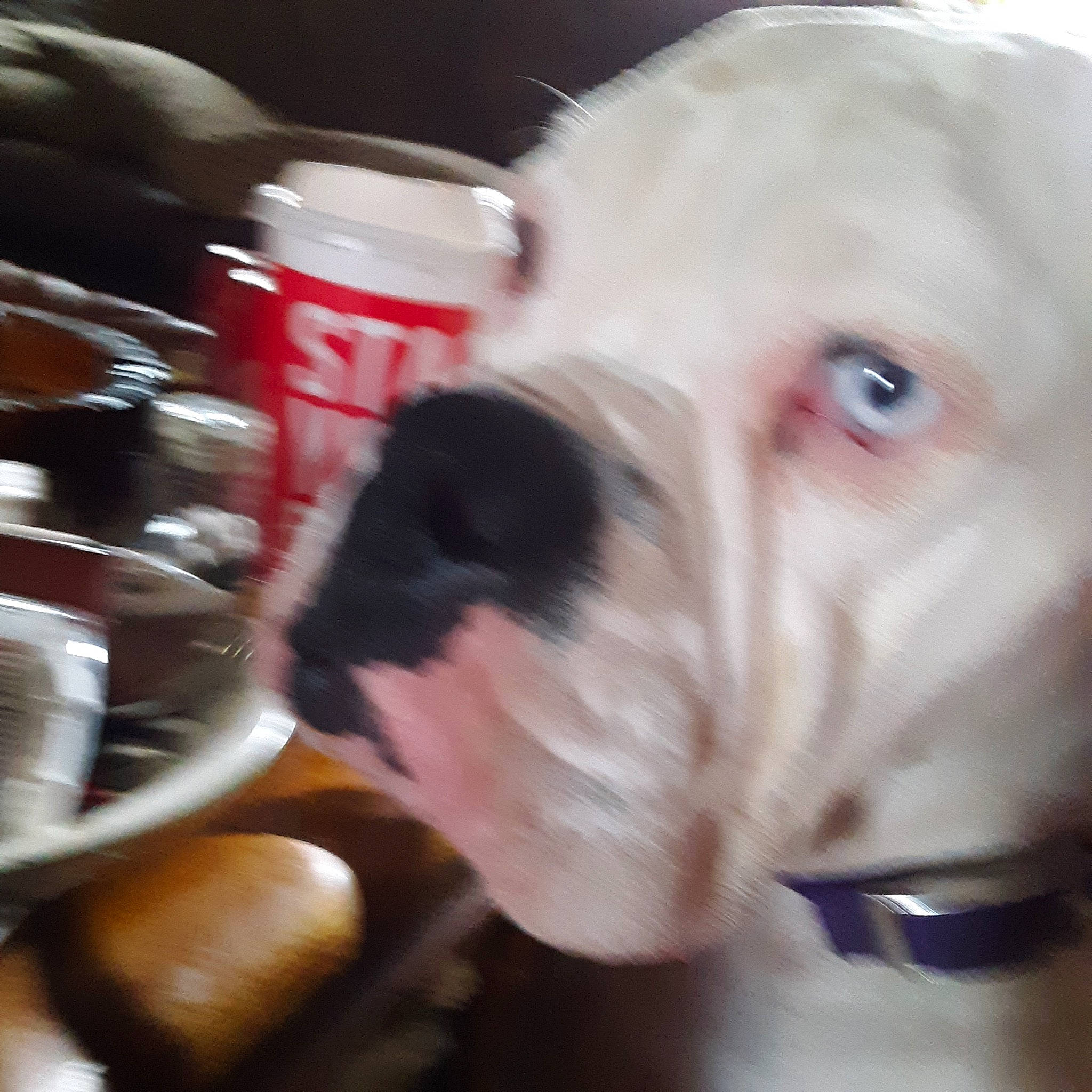 Mr. Nelson joined the competition — help win amazing prizes! beard, cheek, ear, eyelash, eyewear, facial_hair, fictional_character, flesh, fun, fur, jaw, moustache, nail, selfie, snout, thumb, wrinkle