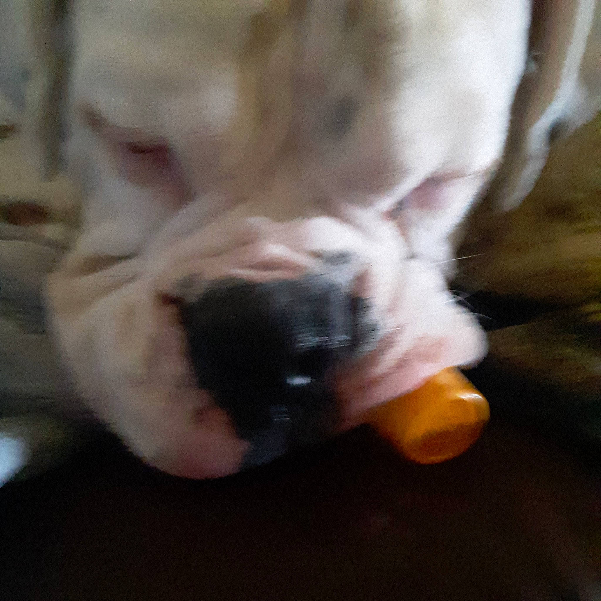 Mr. Nelson joined the competition — help win amazing prizes! ball, canidae, carnivore, claw, companion_dog, dog, dog_breed, dog_toy, fawn, felidae, fur, paw, small_to_medium_sized_cats, snout, sporting_group, tail, toy_dog, whiskers, working_animal, wrinkle