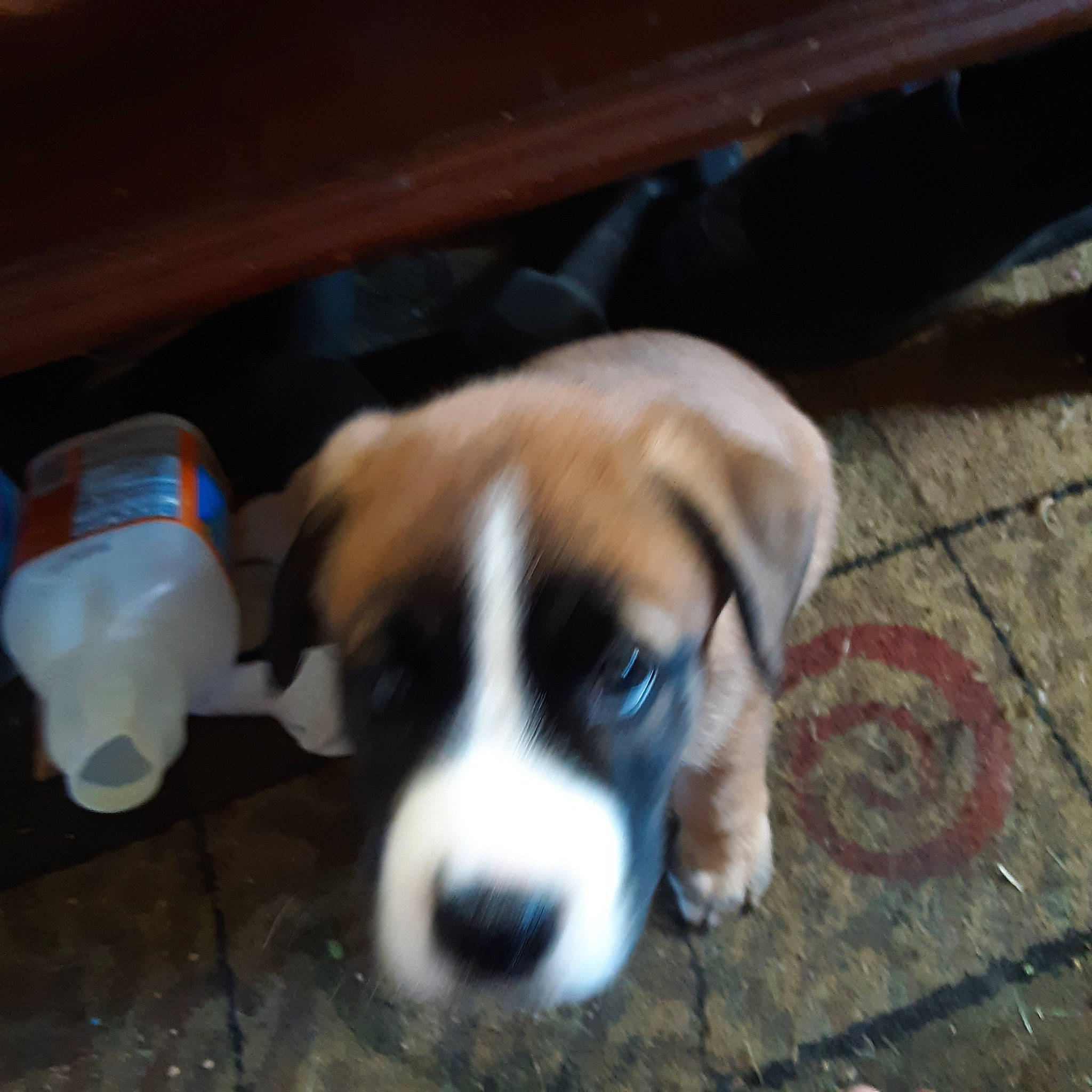 Willie Dog is registered to the contest to win money with this photo: beagle, beagle_harrier, carnivore, companion_dog, dog, dog_breed, fawn, flooring, fur, hardwood, paw, puppy_love, scent_hound, sporting_group, tail, terrestrial_animal, toy, whiskers, wood, working_dog