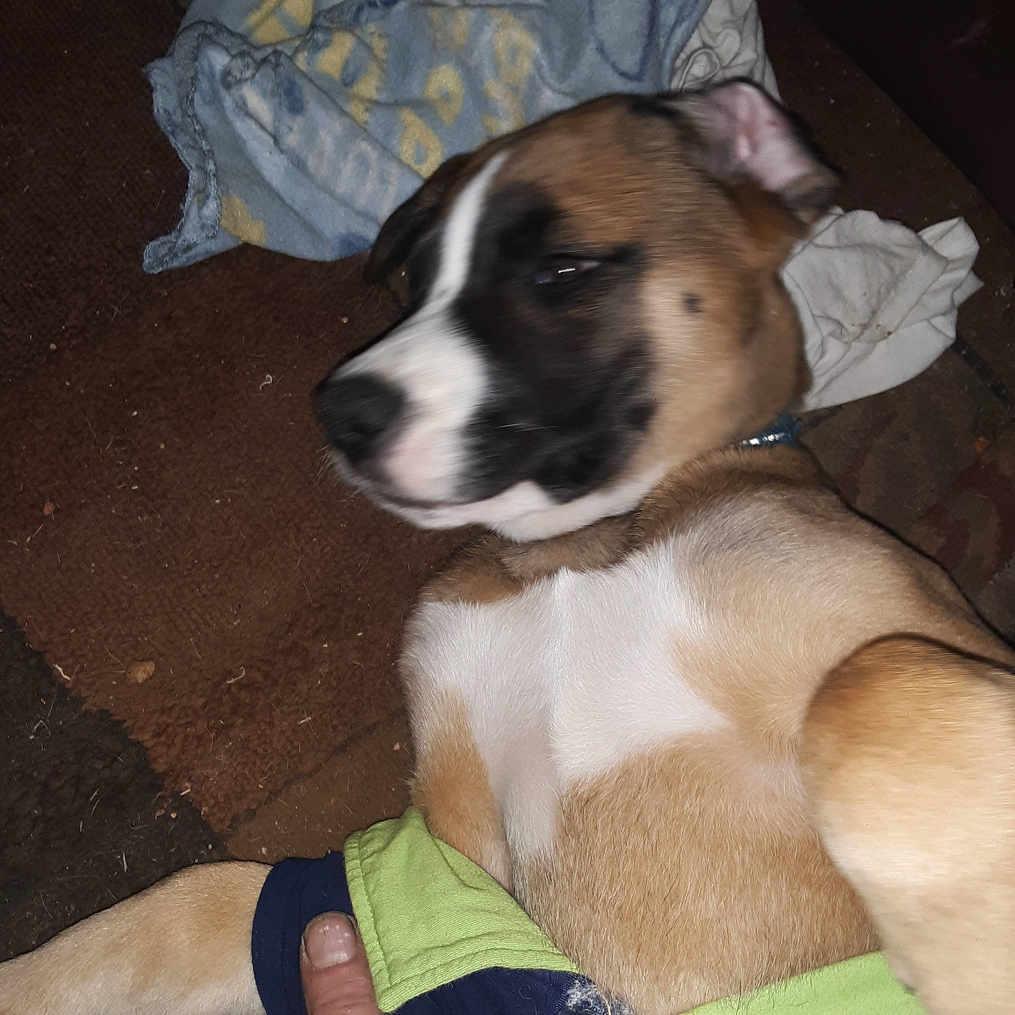 Willie Dog joined the competition — help win amazing prizes! canidae, carnivore, collar, comfort, companion_dog, dog, dog_breed, dog_supply, fawn, flooring, fur, linens, non_sporting_group, snout, sporting_group, tail, thigh, white, working_animal, working_dog