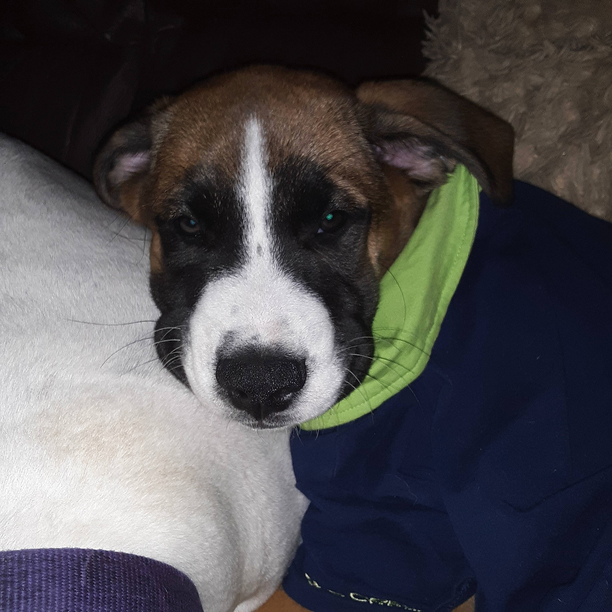 Willie Dog joined the competition — help win amazing prizes! bored, canidae, carnivore, collar, comfort, companion_dog, couch, dog, dog_breed, dog_supply, fawn, fur, irishjacks, non_sporting_group, snout, sporting_group, whiskers, working_animal