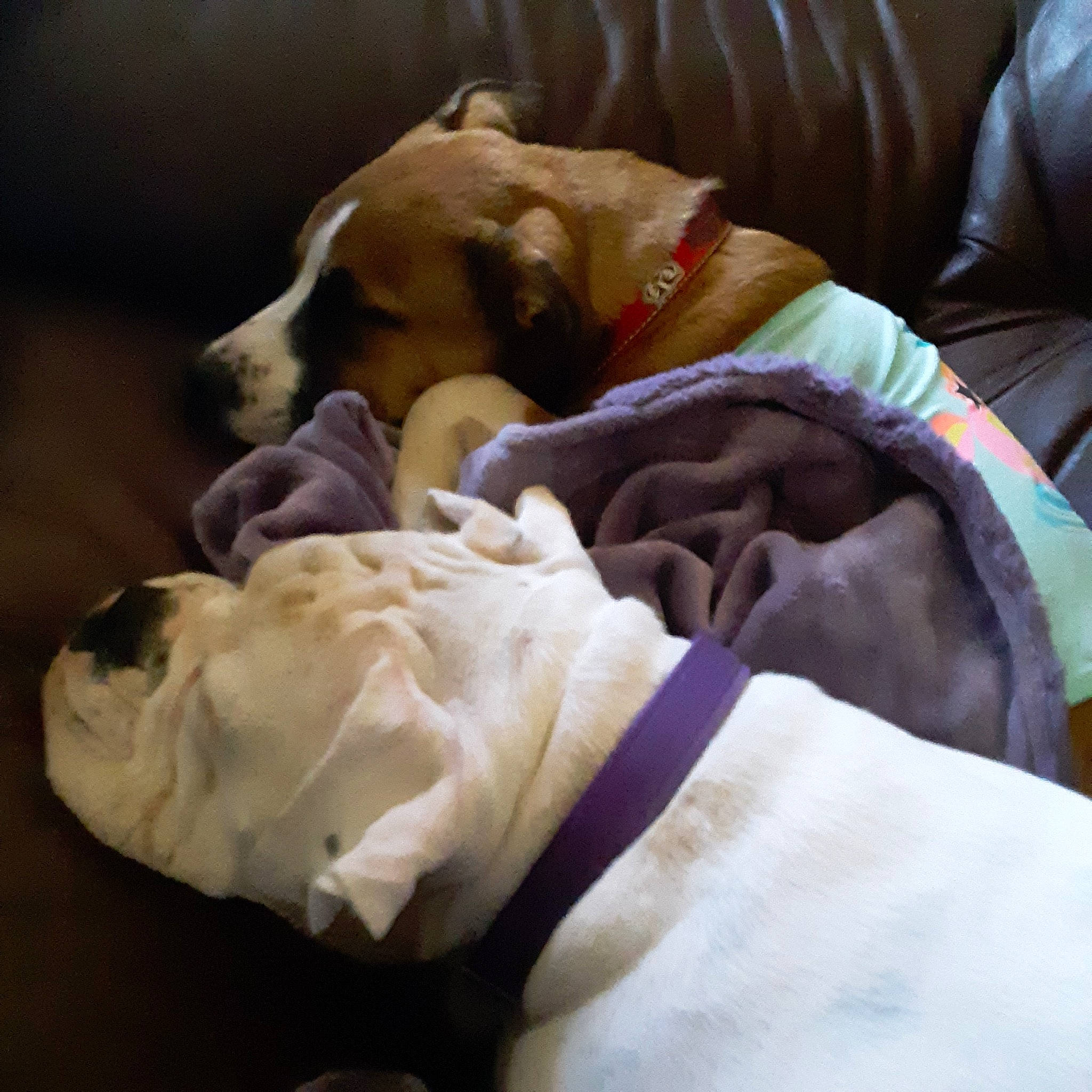 Myne is registered to the contest to win money with this photo: bedding, bedtime, canidae, carnivore, comfort, companion_dog, dog, dog_bed, dog_breed, dog_supply, duvet, fawn, fur, linens, nap, pet_supply, puppy, snout, sporting_group, working_animal