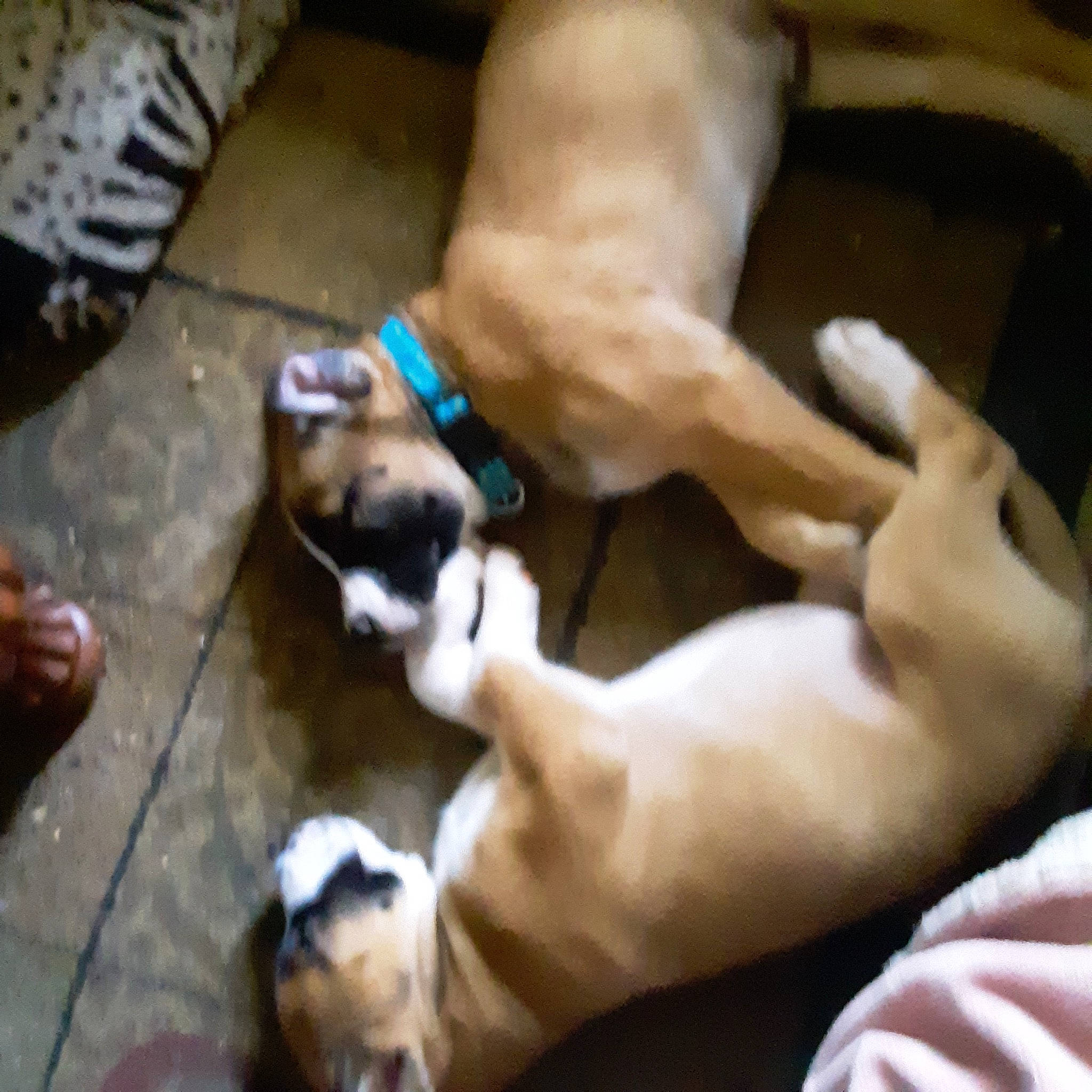 Myne joined the competition — help win amazing prizes! carnivore, comfort, companion_dog, dog, dog_breed, fawn, felidae, flooring, foot, hardwood, human_leg, nail, paw, puppy_love, snout, sporting_group, toy_dog, wood, working_animal, wrist