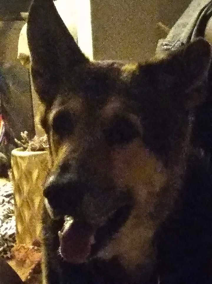 Punkn joined the competition — help win amazing prizes! canidae, carnivore, companion_dog, dog, dog_breed, ear, fawn, fur, guard_dog, metal, non_sporting_group, sporting_group, square, whiskers, working_animal, working_dog