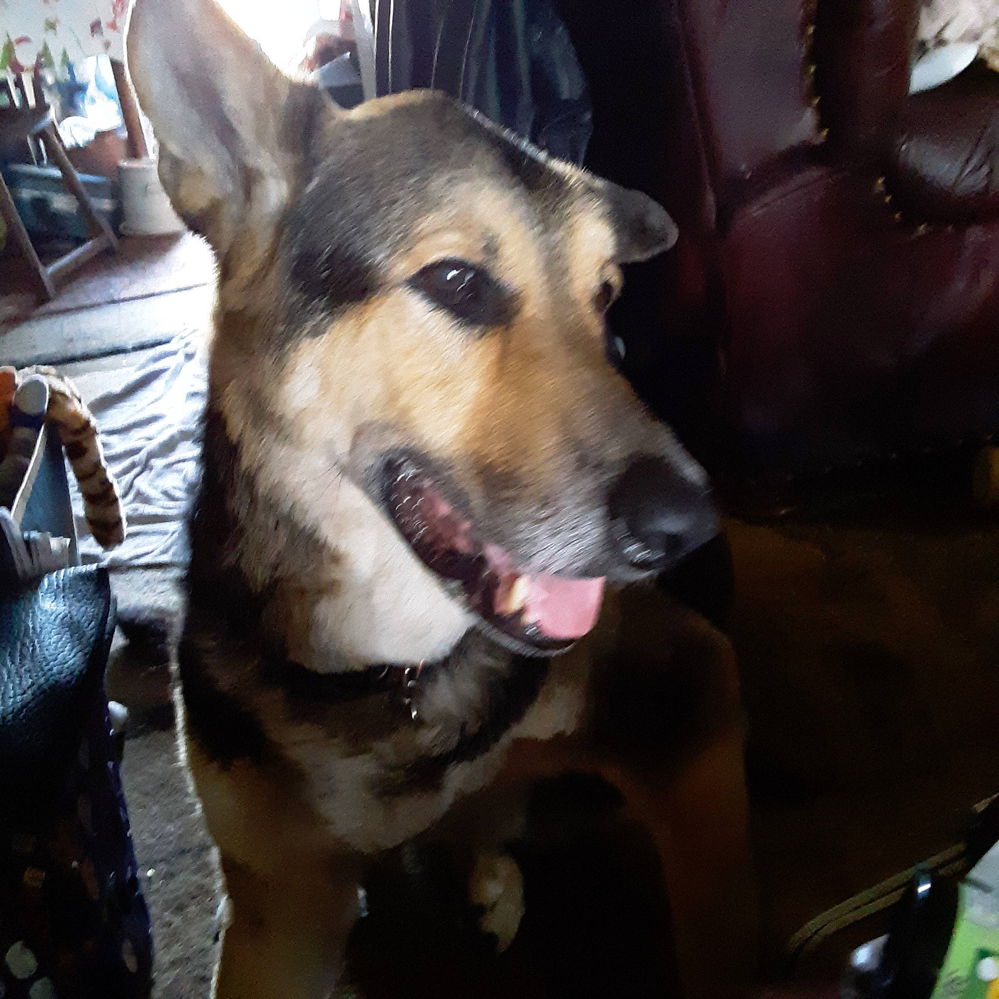 Punkn joined the competition — help win amazing prizes! bag, carnivore, collar, companion_dog, dog, dog_breed, dog_collar, east_european_shepherd, fang, fawn, fur, herding_dog, jaw, leash, luggage_and_bags, sled_dog, snout, sporting_group, whiskers, working_animal