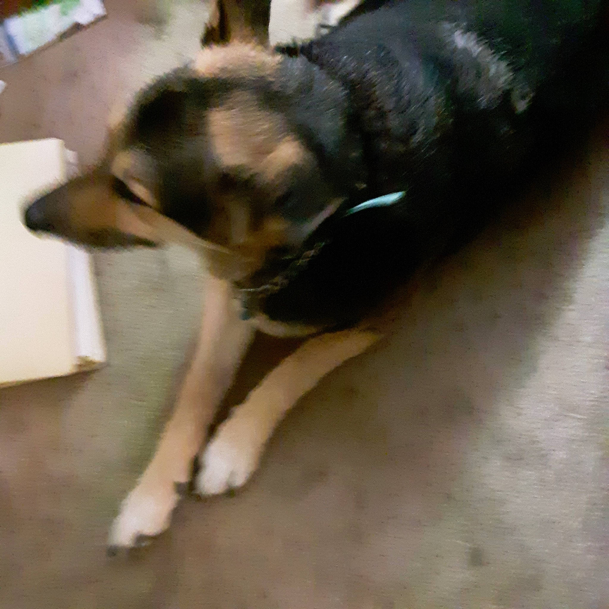 Punkn is registered to the contest to win money with this photo: canidae, carnivore, companion_dog, dog, dog_breed, east_european_shepherd, fawn, flooring, fur, german_shepherd_dog, herding_dog, paw, puppy, snout, sporting_group, street_dog, tail, terrestrial_animal, working_animal, working_dog