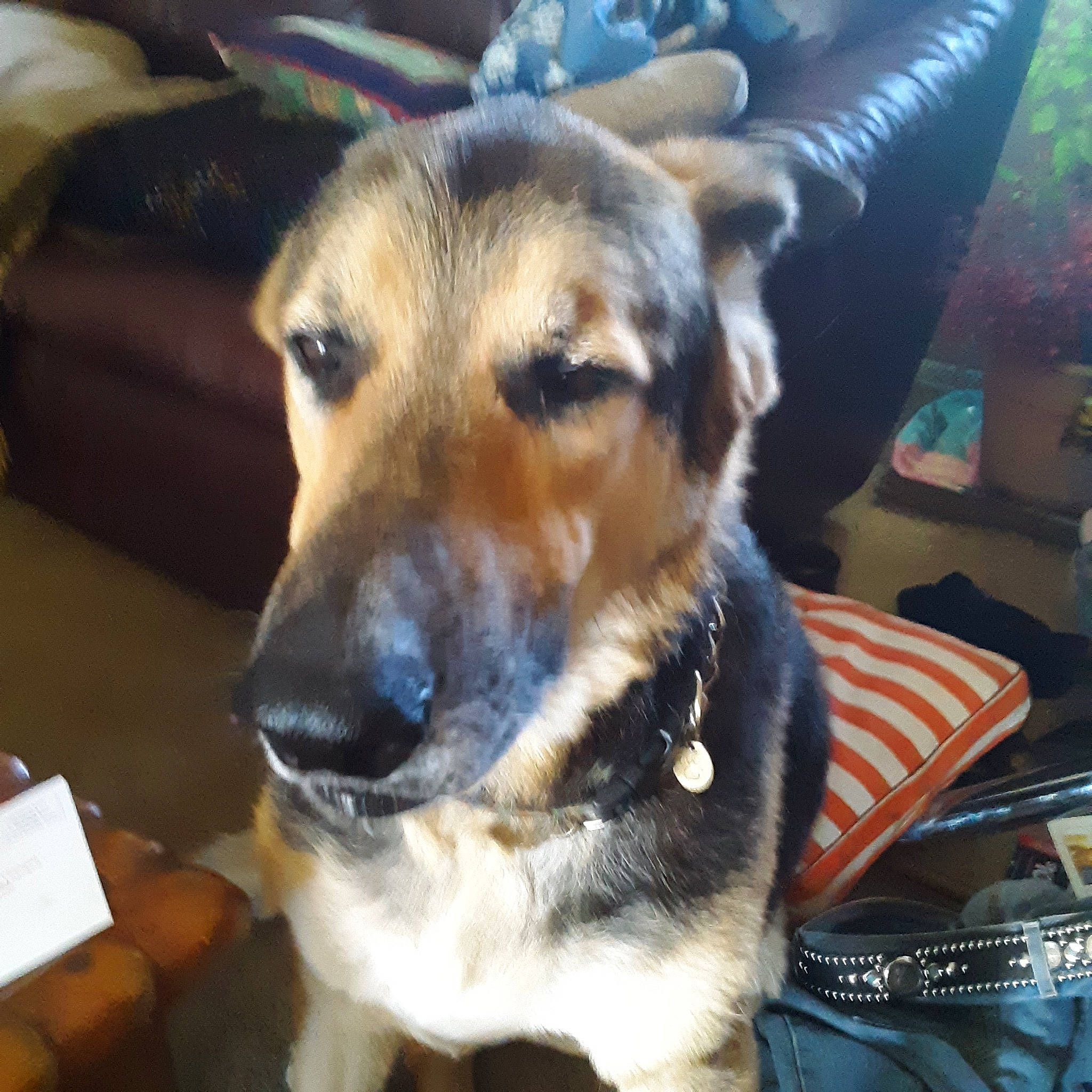 Punkn is registered to the contest to win money with this photo: canidae, carnivore, chair, collar, companion_dog, couch, dog, dog_breed, eye, fawn, fur, jaw, paw, puppy, selfie, sporting_group, terrestrial_animal, whiskers, wildlife, working_dog