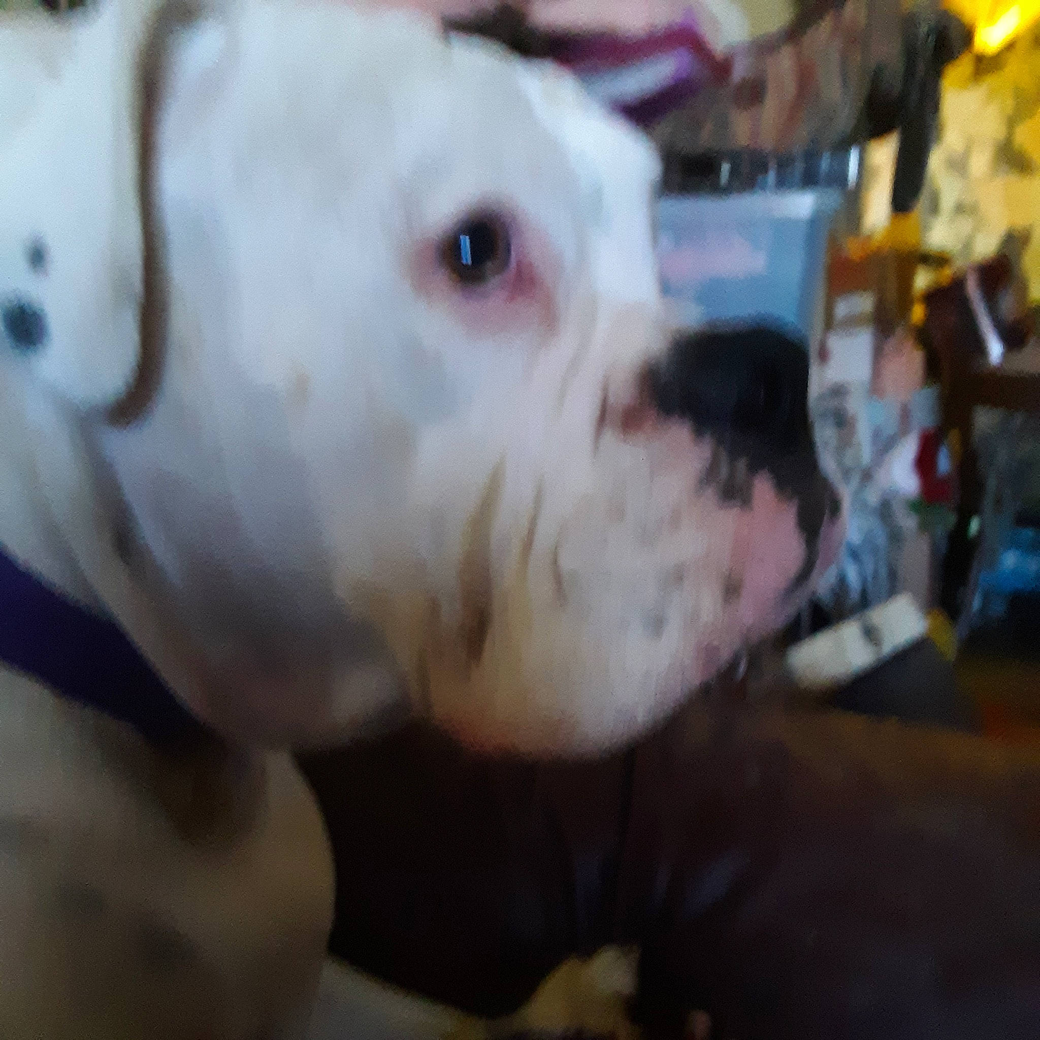 Mr. Nelson is registered to the contest to win money with this photo: bulldog, canidae, carnivore, collar, companion_dog, cordoba_fighting_dog, dog, dog_breed, dog_collar, dog_supply, ear, fawn, fur, non_sporting_group, snout, sporting_group, terrestrial_animal, whiskers, working_animal