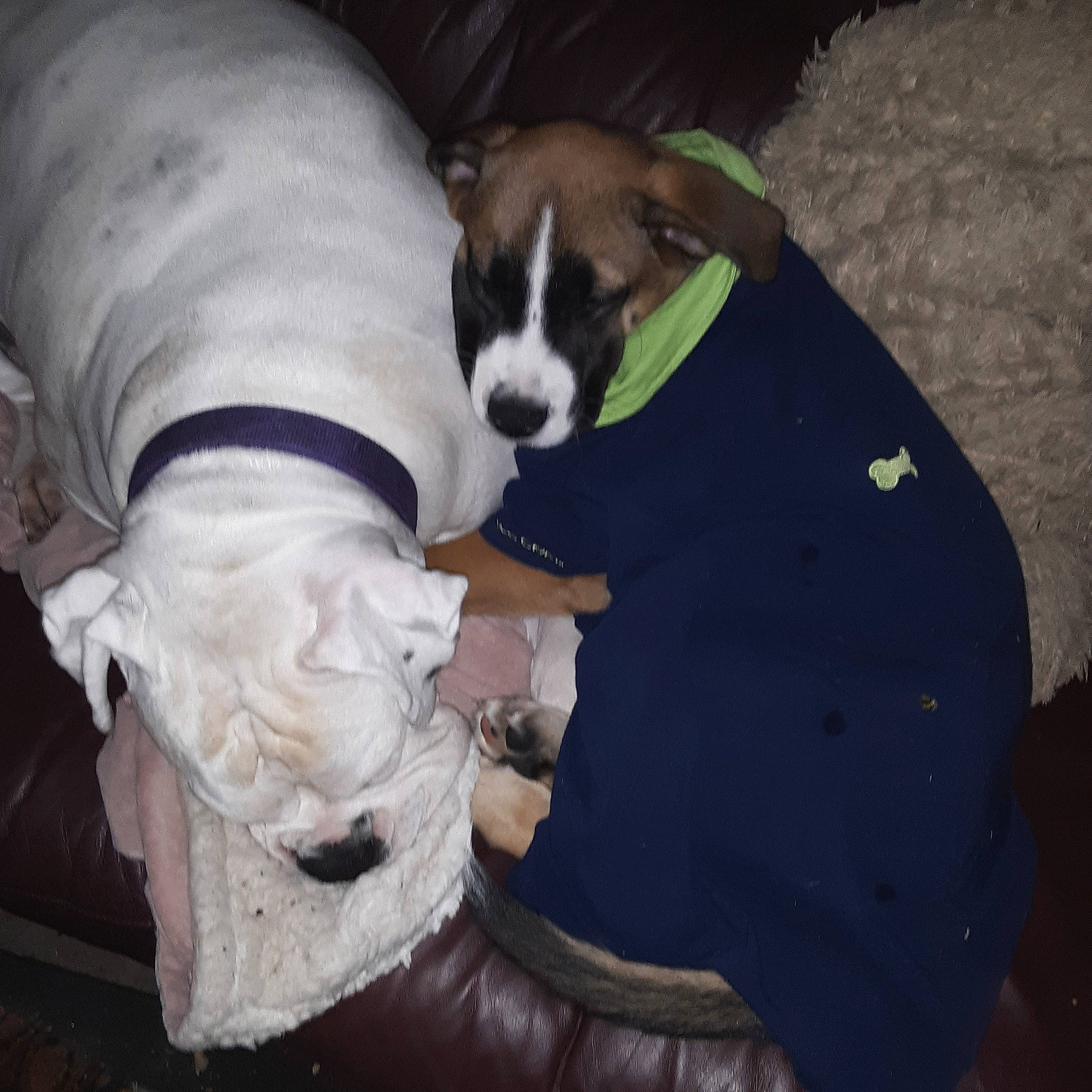 Mr. Nelson joined the competition — help win amazing prizes! canidae, carnivore, collar, comfort, companion_dog, dog, dog_breed, dog_collar, dog_supply, fawn, fur, guard_dog, linens, nap, pet_supply, pillow, snout, sporting_group, tail, working_animal