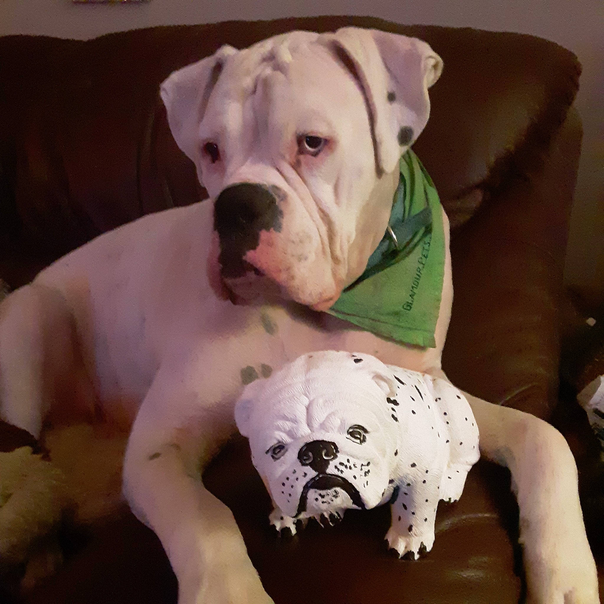 Mr. Nelson joined the competition — help win amazing prizes! canidae, carnivore, comfort, companion_dog, couch, dog, dog_breed, dog_clothes, dog_supply, fawn, jaw, paw, pet_supply, pink, snout, sporting_group, terrestrial_animal, toy_dog, white, working_animal