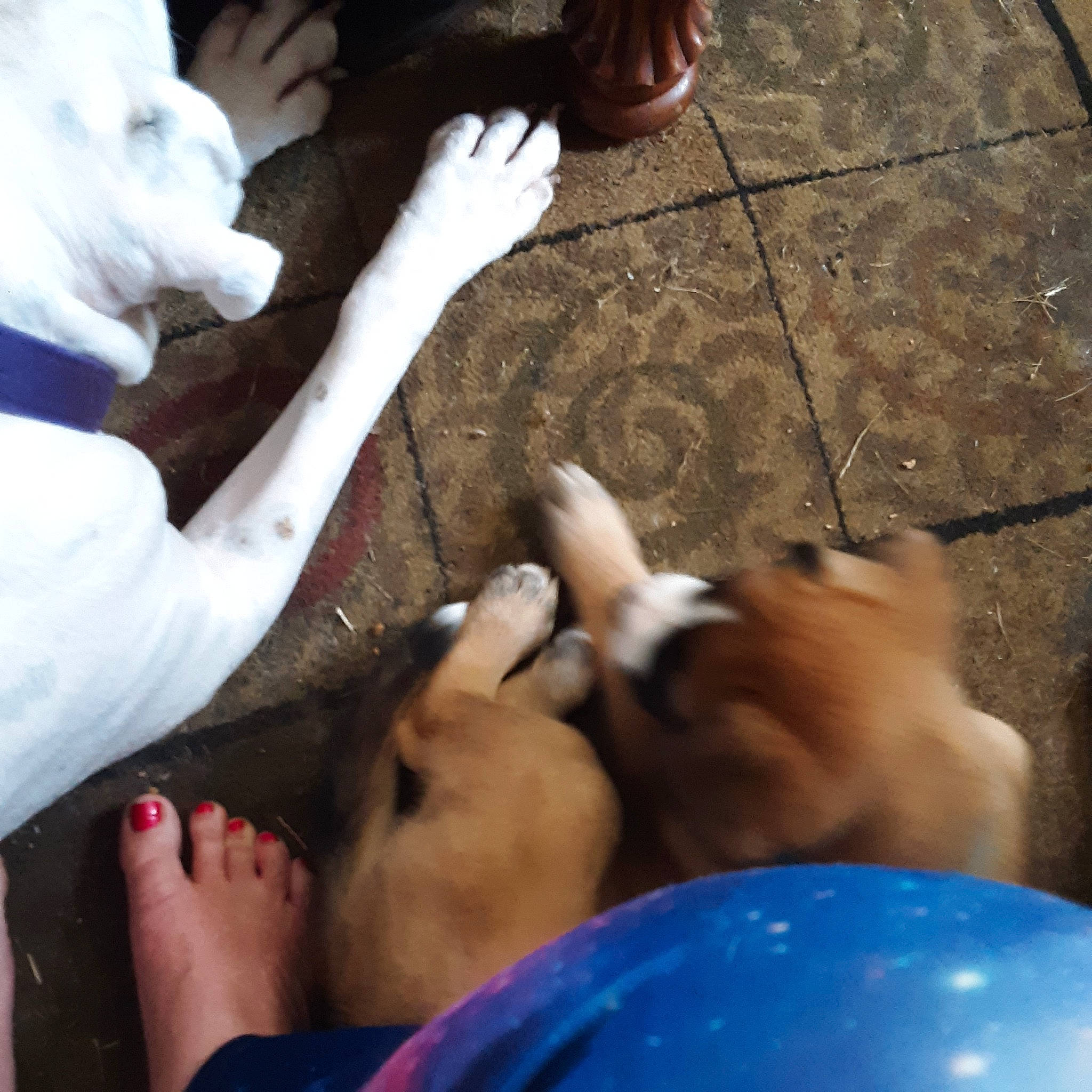 Myne joined the competition — help win amazing prizes! carnivore, comfort, companion_dog, dog, dog_breed, ear, elbow, fawn, finger, foot, friendship, fun, gesture, hand, human_leg, nail, snout, thigh, thumb, wrist