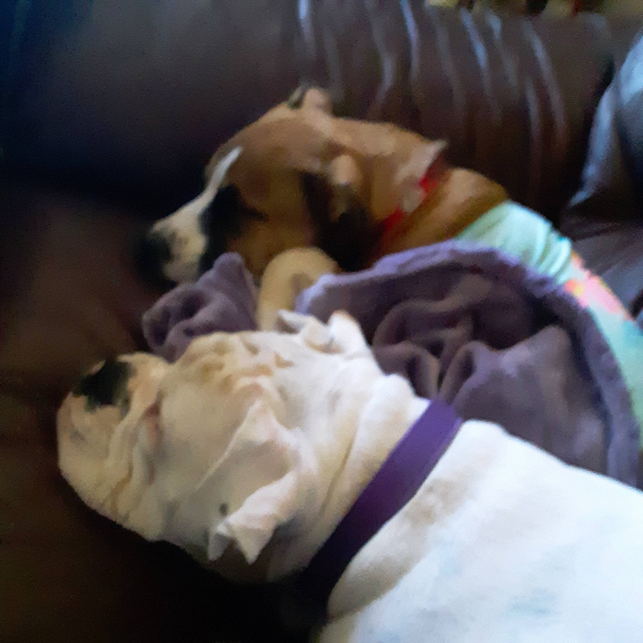 Myne joined the competition — help win amazing prizes! bedtime, blanket, canidae, carnivore, comfort, companion_dog, dog, dog_breed, dog_supply, fawn, fur, guard_dog, linens, nap, non_sporting_group, sporting_group, toy_dog, wrinkle