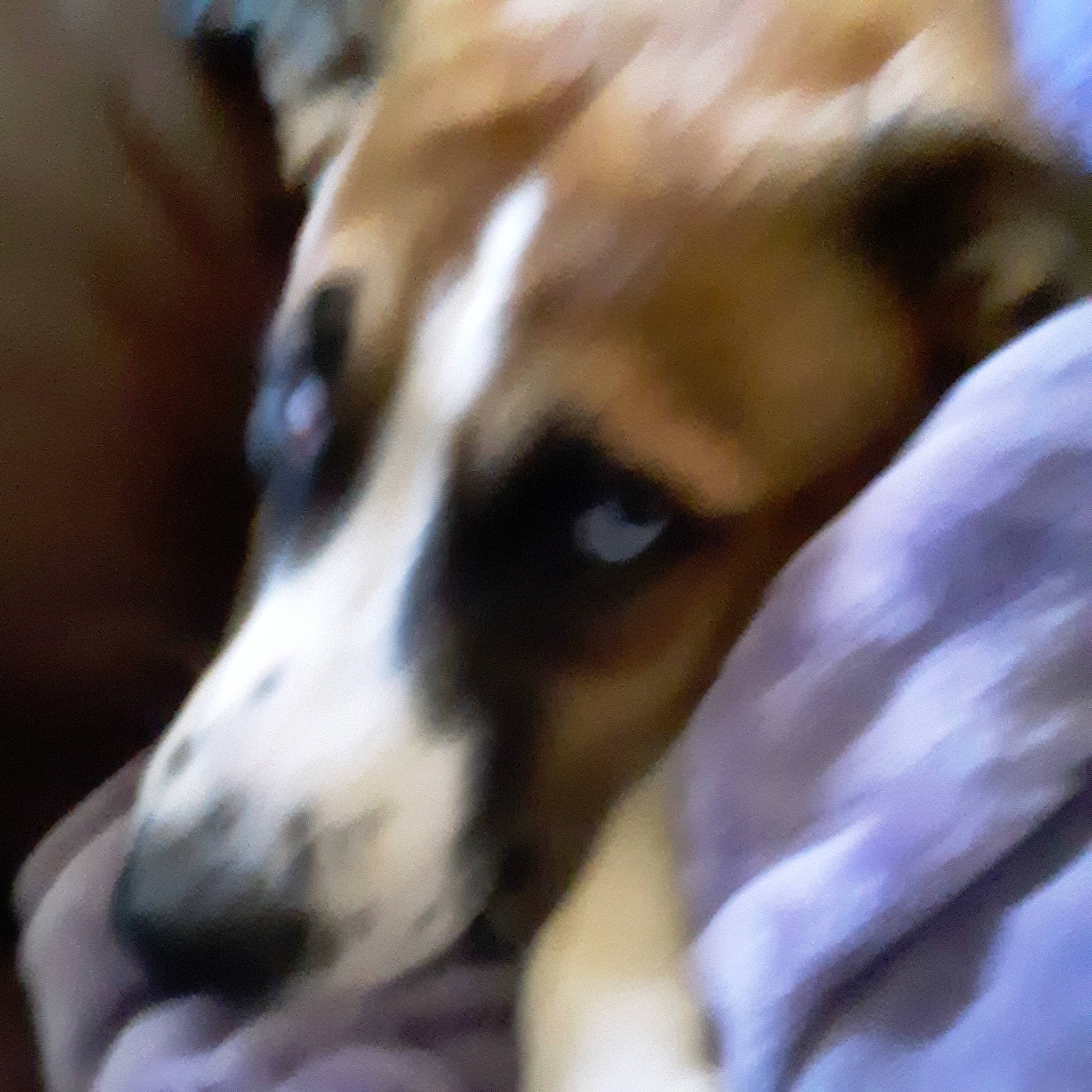 Myne joined the competition — help win amazing prizes! canidae, carnivore, chilean_fox_terrier, companion_dog, dog, dog_breed, fawn, fur, irishjacks, non_sporting_group, polish_greyhound, puppy, scent_hound, sighthound, snout, sporting_group, street_dog, terrestrial_animal, whiskers, working_dog