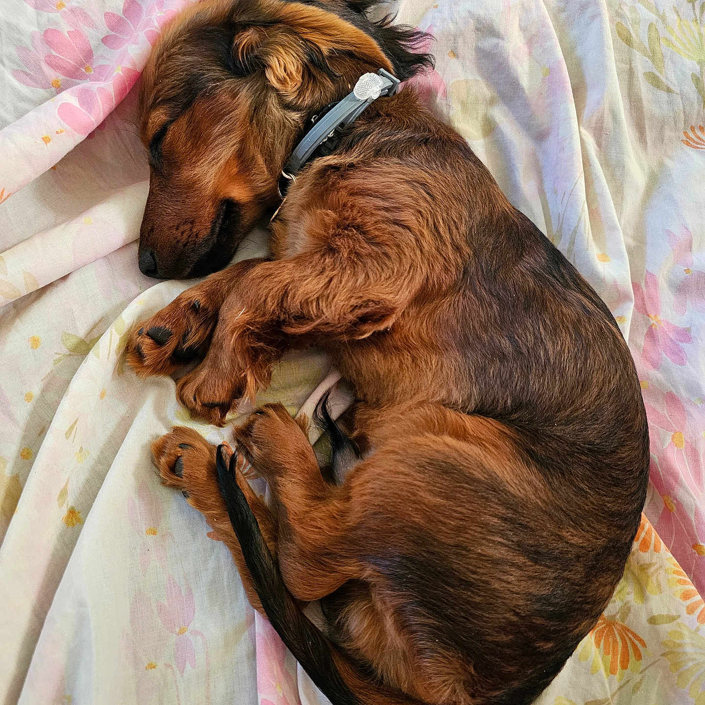 Gibbs is registered to the contest to win money with this photo: accessories, animal, bed, blanket, canine, cat, cockerspaniel, collar, couch, dog, furniture, homedecor, hound, linen, person, pet, puppy, quilt, sleeping, terrier