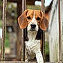 Soka a rejoint le concours — aidez-le/la à gagner de superbes lots ! dog, beagle, animal, pet, brown, white, black, ears, paw, iron_bars, fence, outdoor, closeup, portrait, curious, looking, nature, blurred_background, muzzle, canine