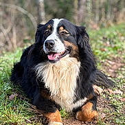 Soka participe au concours pour gagner de l'argent avec cette photo : dog, bernese_mountain_dog, animal, outdoor, grass, dirt, forest, nature, fur, pet, canine, happy, tongue_out, smiling, lying_down, tricolor, ears, paw, closeup, daylight