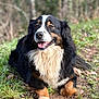 dog, bernese_mountain_dog, animal, outdoor, grass, dirt, forest, nature, fur, pet, canine, happy, tongue_out, smiling, lying_down, tricolor, ears, paw, closeup, daylight