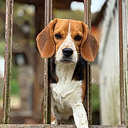 Anook a rejoint le concours — aidez-le/la à gagner de superbes lots ! dog, beagle, animal, pet, brown, white, black, ears, paw, iron_bars, fence, outdoor, closeup, portrait, curious, looking, nature, blurred_background, muzzle, canine