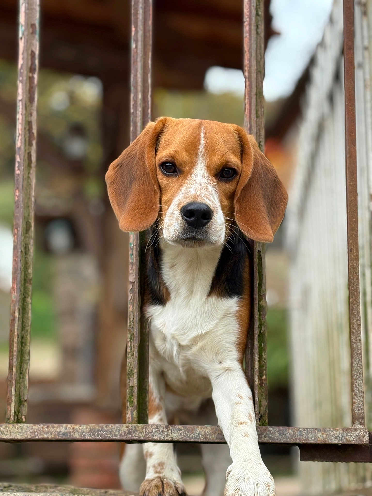 Anook a rejoint le concours — aidez-le/la à gagner de superbes lots ! dog, beagle, animal, pet, brown, white, black, ears, paw, iron_bars, fence, outdoor, closeup, portrait, curious, looking, nature, blurred_background, muzzle, canine