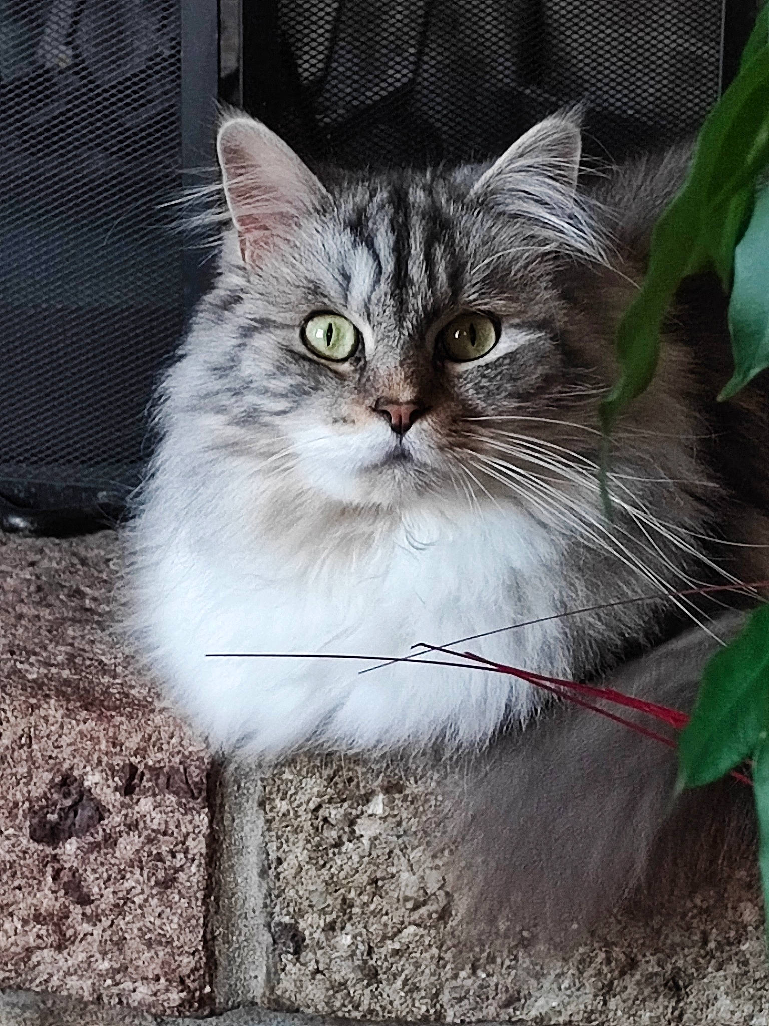 Ploom a rejoint le concours — aidez-le/la à gagner de superbes lots ! carnivore, cat, domestic_short_haired_cat, fawn, felidae, fur, grass, paw, photo_caption, small_to_medium_sized_cats, snout, tail, terrestrial_animal, whiskers, wildlife, window