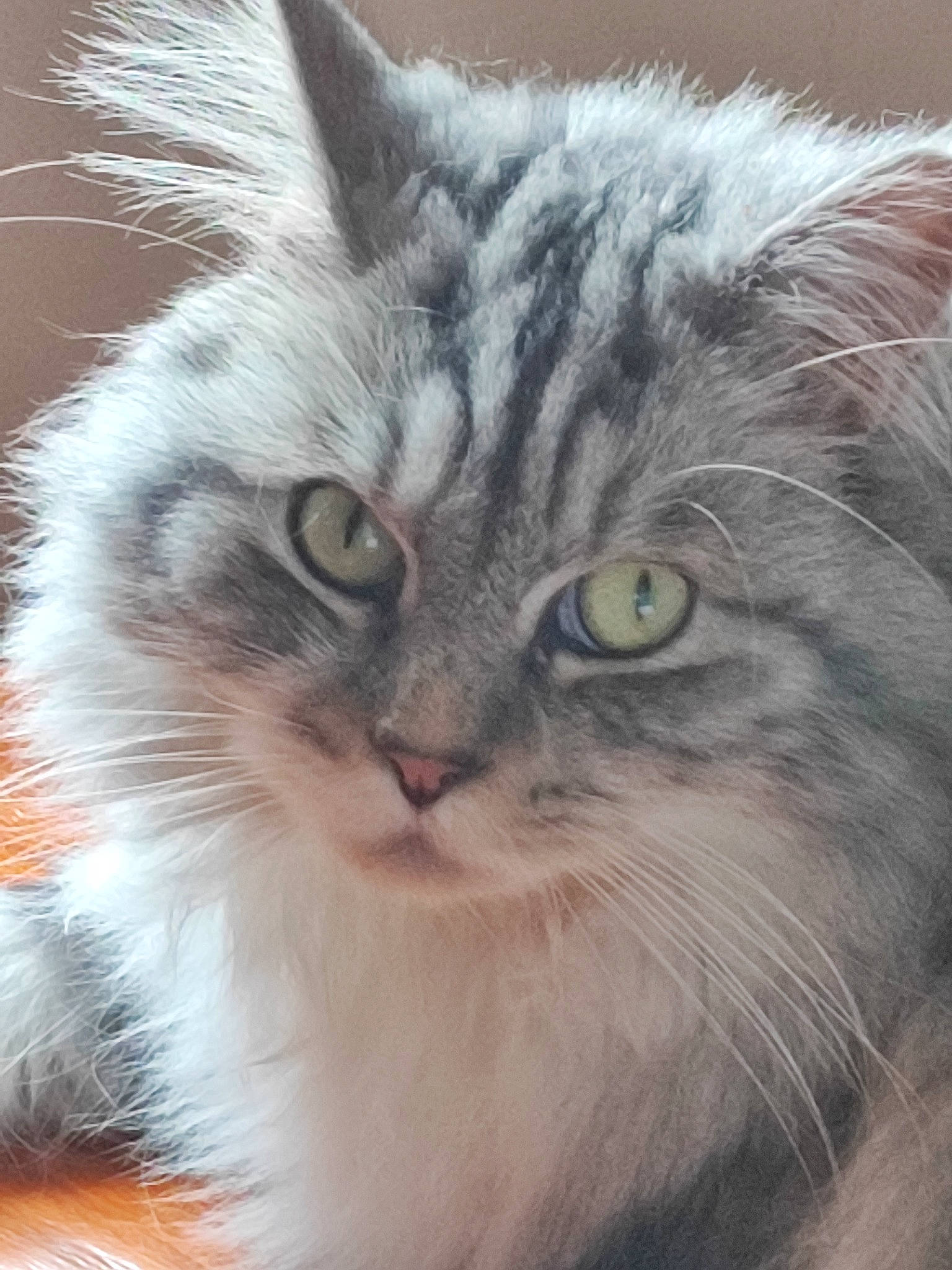 Ploom participe au concours pour gagner de l'argent avec cette photo : art, british_longhair, carnivore, cat, fawn, felidae, fur, paw, persian, plant, small_to_medium_sized_cats, snout, tail, terrestrial_animal, whiskers, window