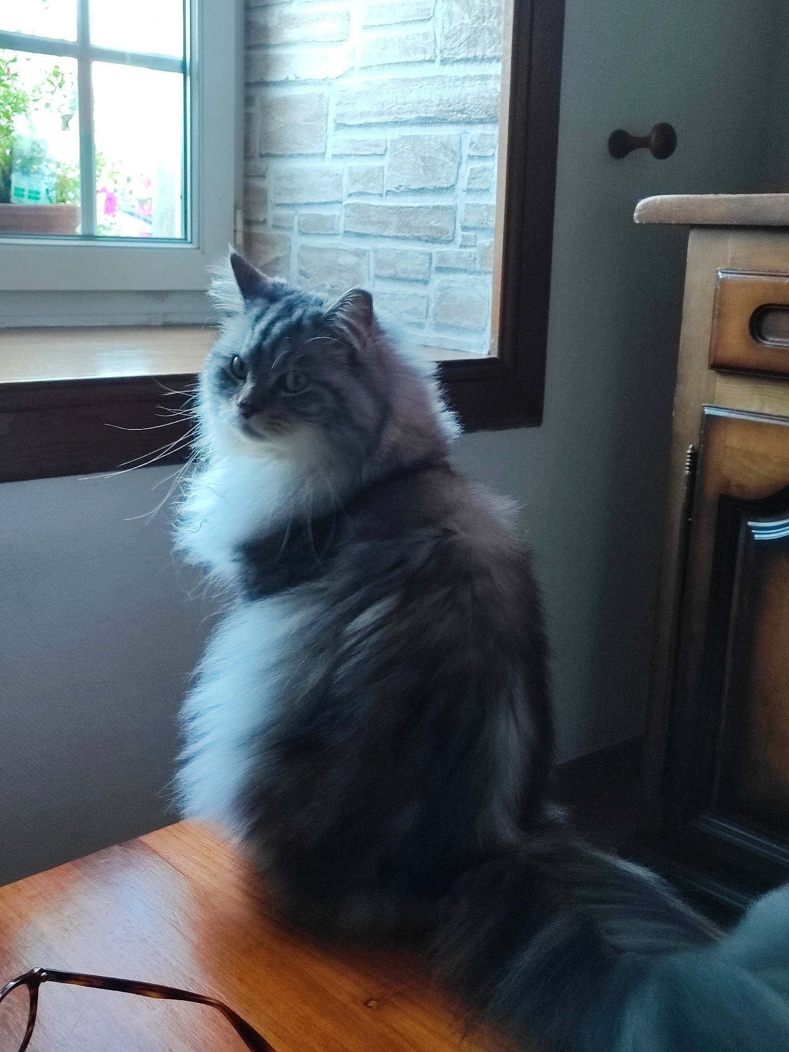 Ploom a rejoint le concours — aidez-le/la à gagner de superbes lots ! british_longhair, carnivore, cat, comfort, felidae, floor, flooring, fur, glass, grey, hardwood, laminate_flooring, maine_coon, small_to_medium_sized_cats, table, tail, whiskers, window, wood, wood_flooring